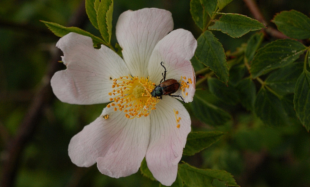 Pollenräuber