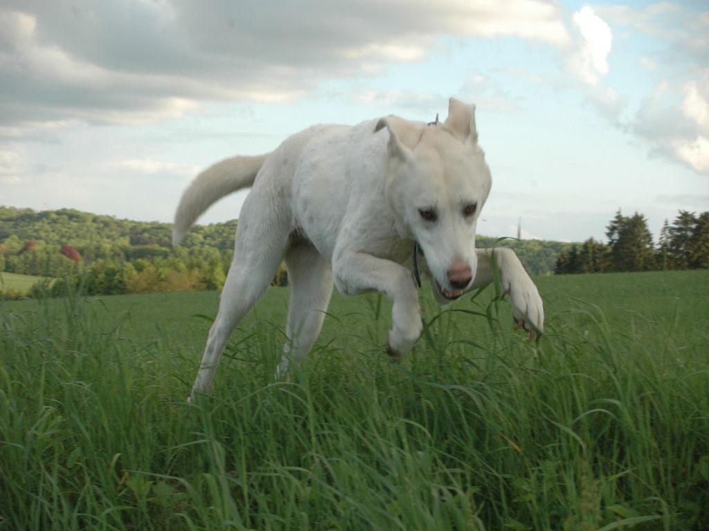 Polli der Flughund =)