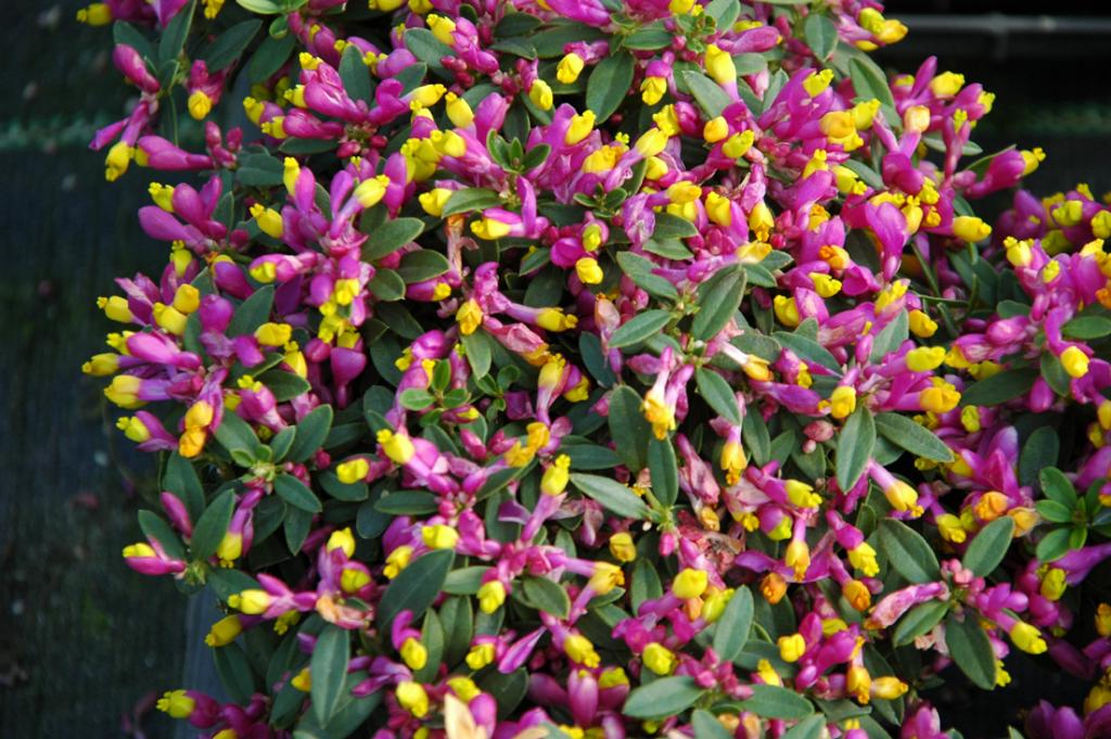 Polygala