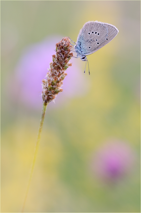 Polyommatus semiargus
