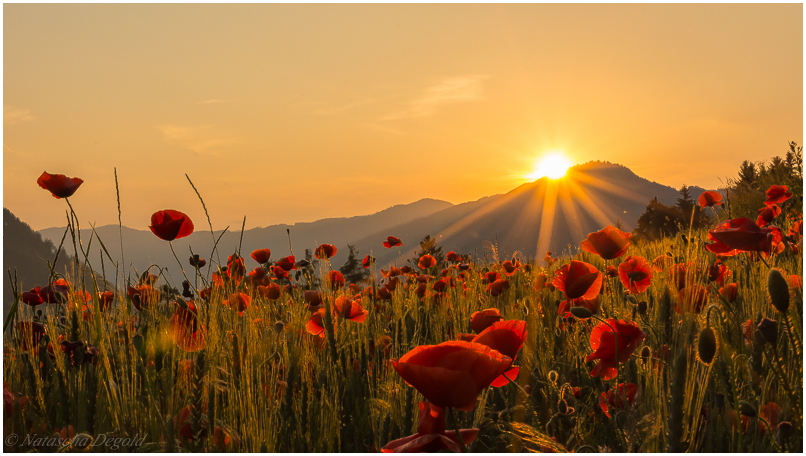 poppy field