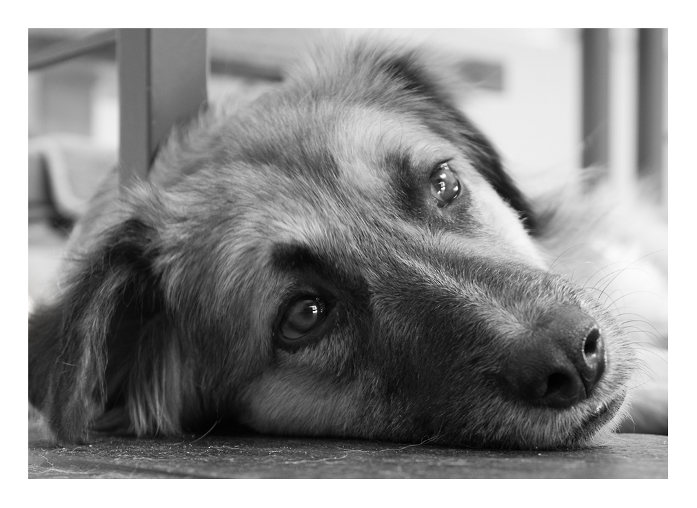 Portrait einer Jugoslawin in bw