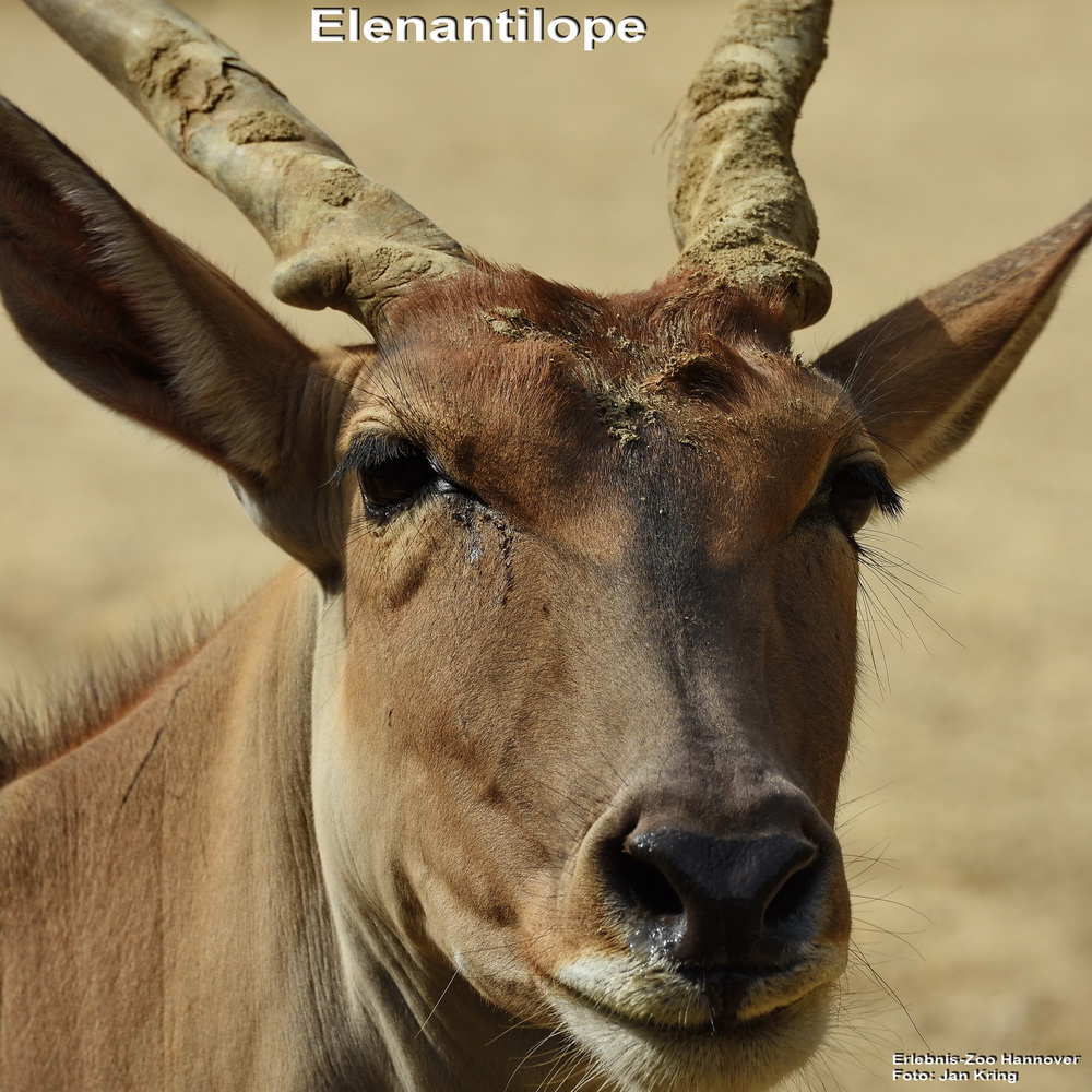 Portrait Elenantilope