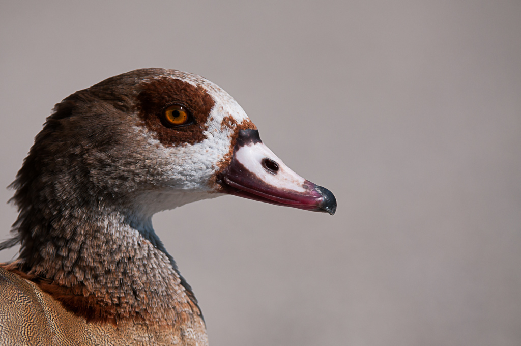 Portrait Nilgans