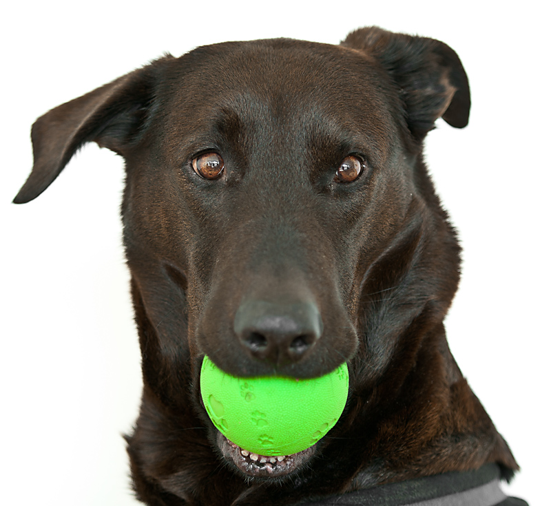 Portrait v Lupa mit Ball