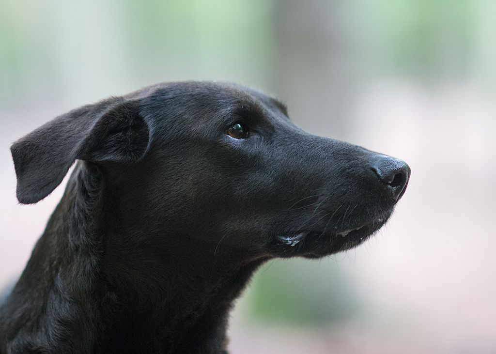 Portrait von Lupa1