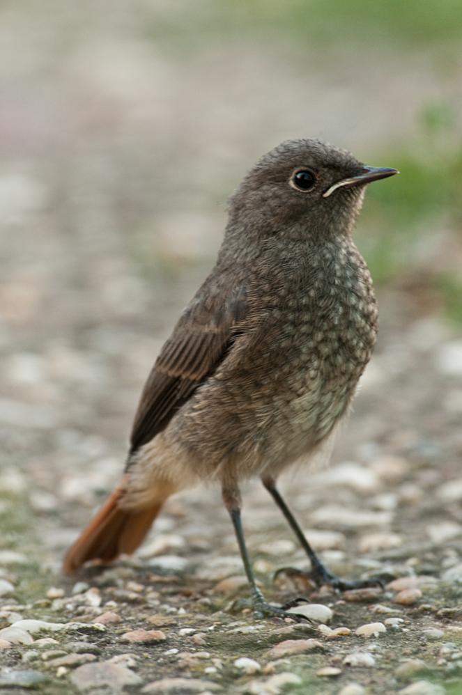 Poserin