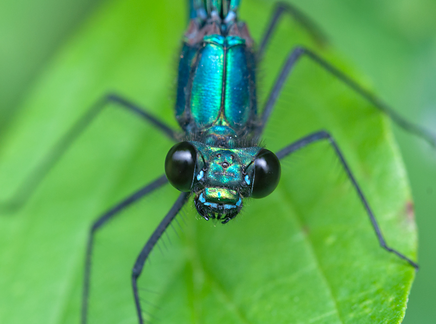 Prachtlibelle Blauflügel 2012 07 11 01
