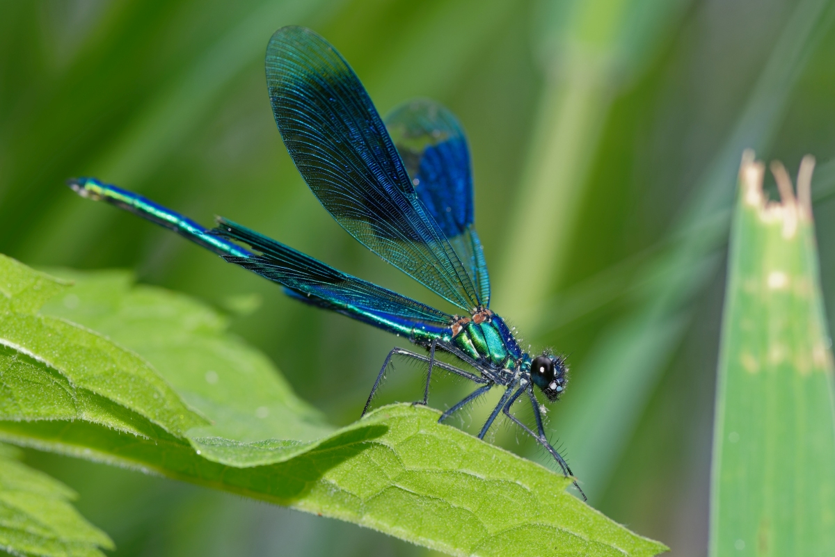 Prachtlibelle II.jpg