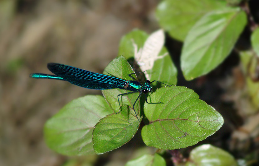 prachtlibelle1