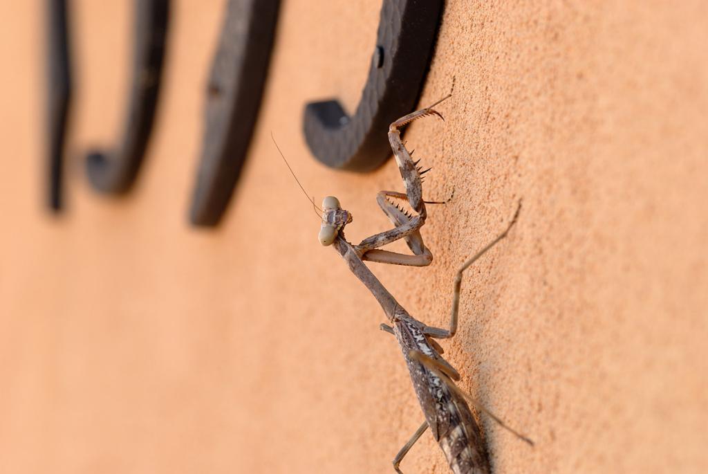 Praying Mantis  / Gottesanbeterin