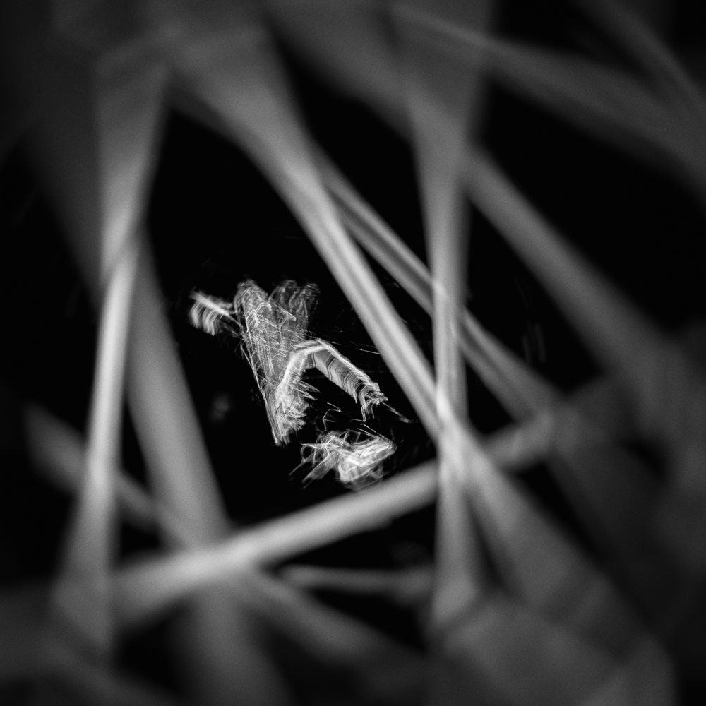 Predator vs. Alien