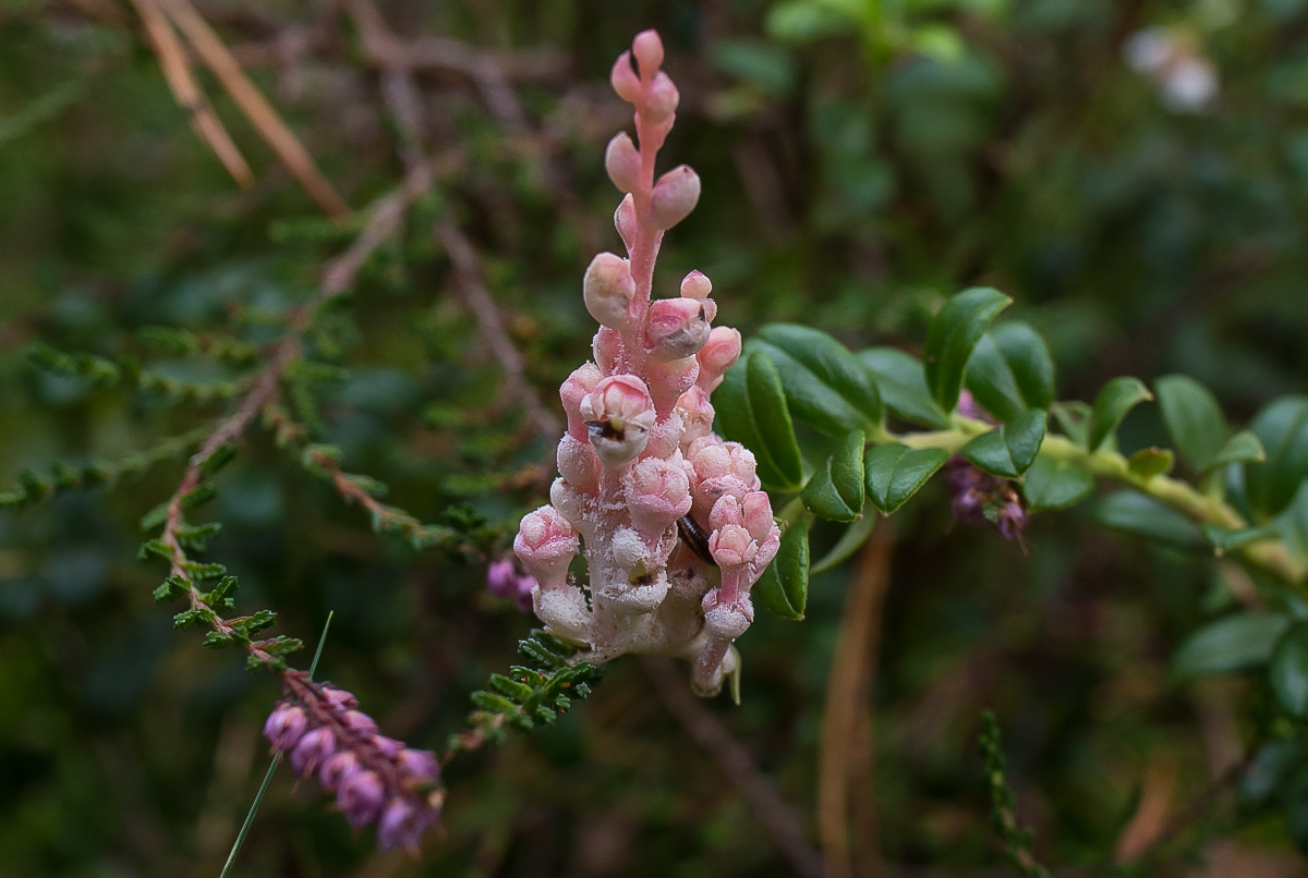 Preiselbeerblüten (1 von 1).JPG