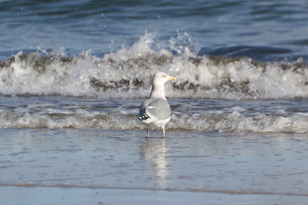 Prerow Strand