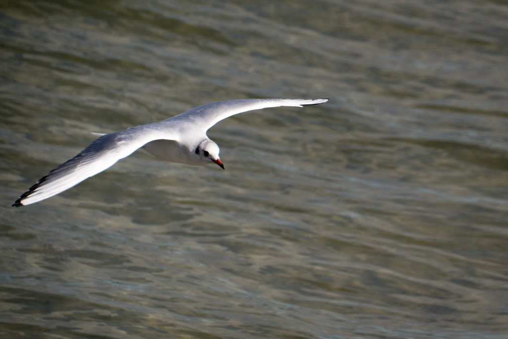 Prerow Strand