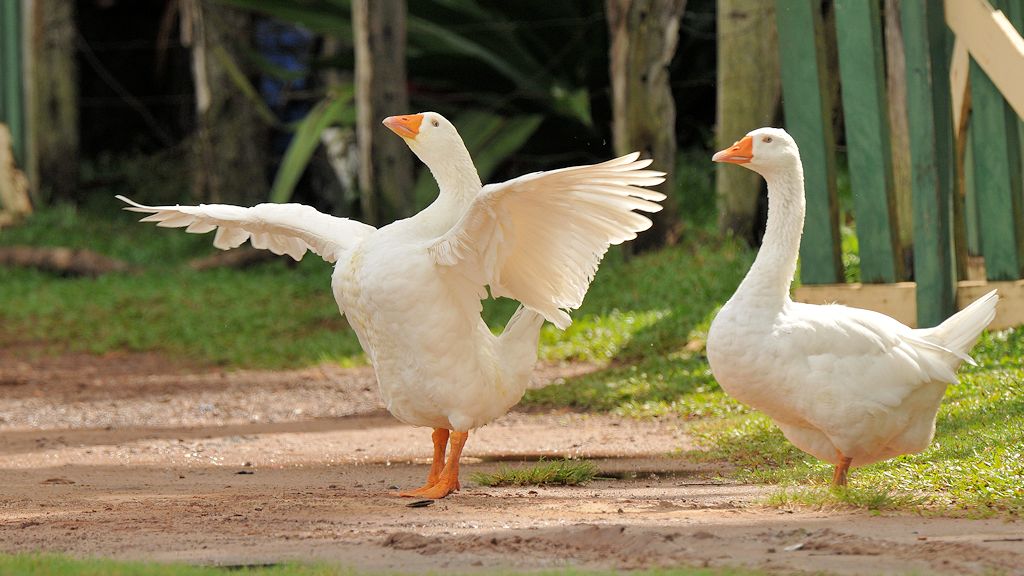 Primabalerina-Gans
Rockview lodge, Annai
3915