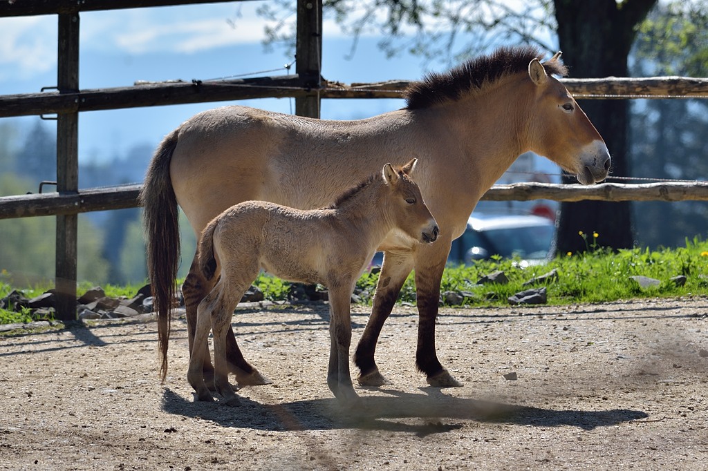 Przewalski Pferd 042015
