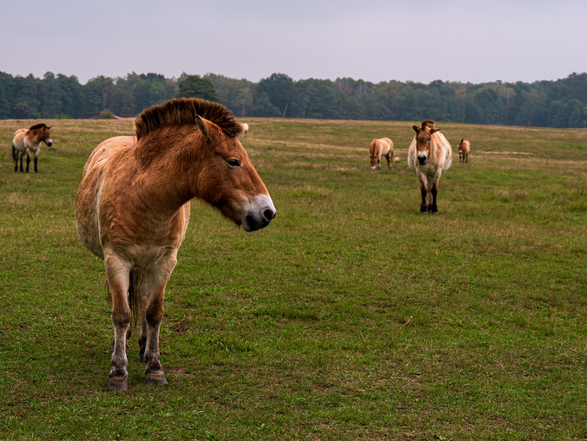 Przewalski-Pferde im Wildpark Schorfheide