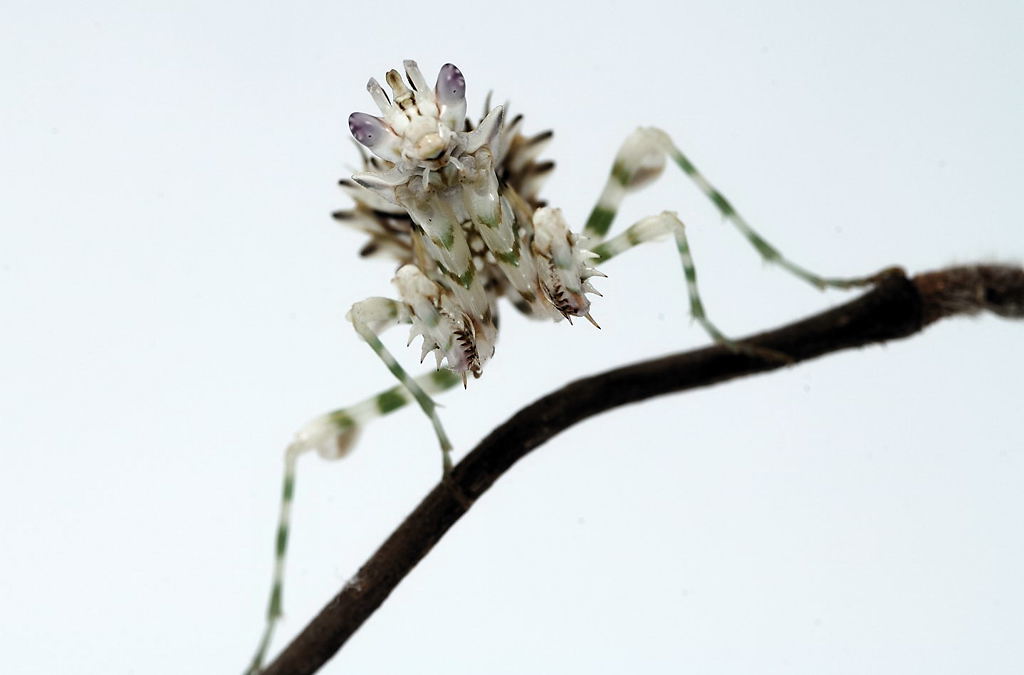 Pseudocreobotra wahlbergii (Blütenmantis)