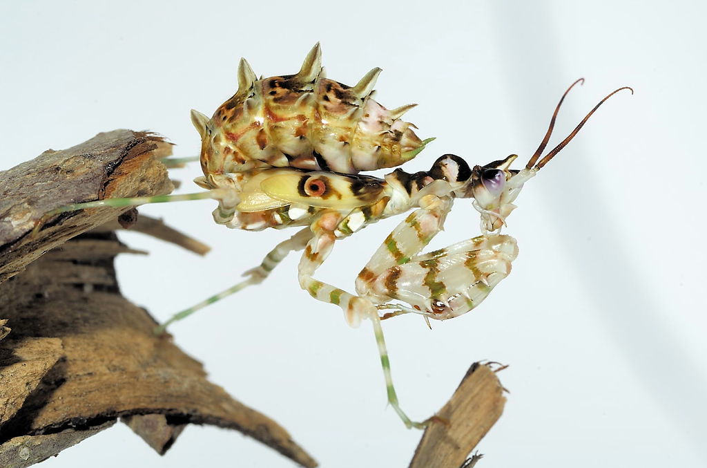 Pseudocreobotra wahlbergii (Blütenmantis)