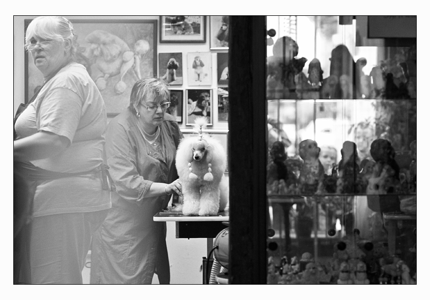 Pudel Friseur, Frankfurt-Höchst