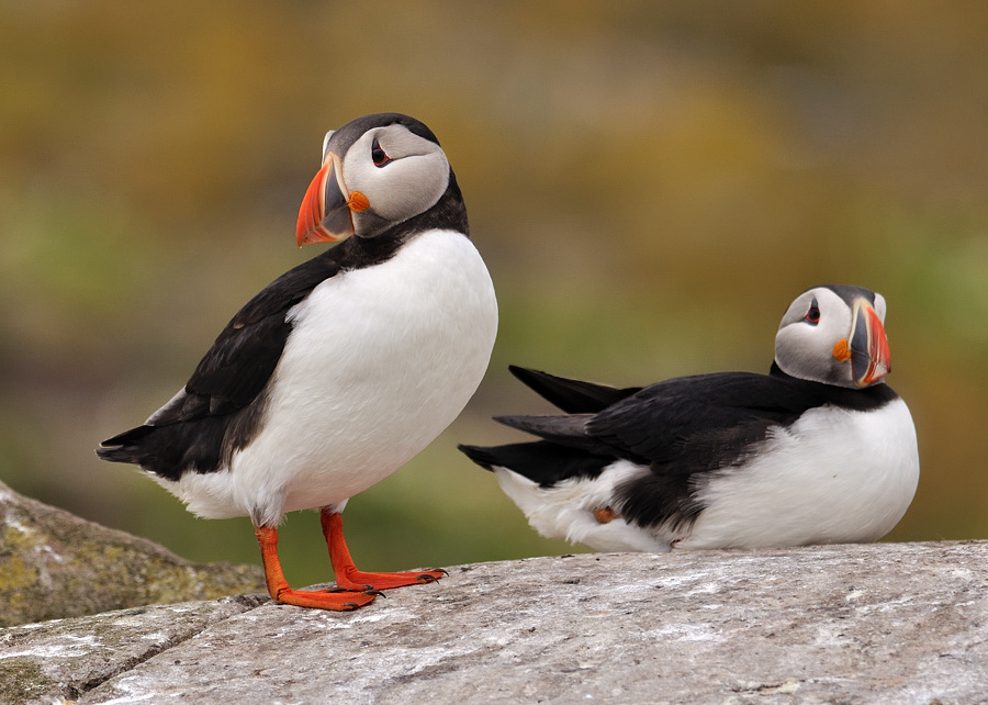 puffin 12