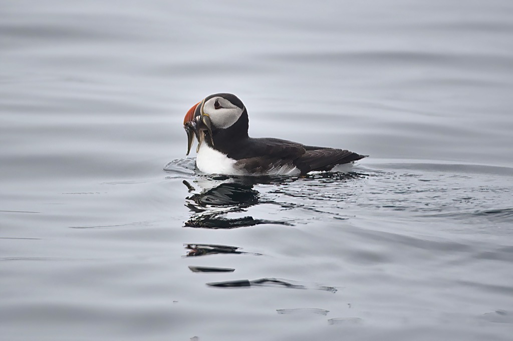 Puffin-15.jpg