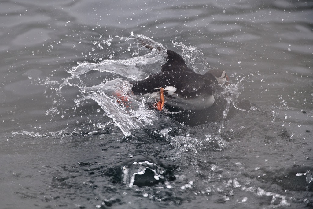 Puffin-16.jpg
