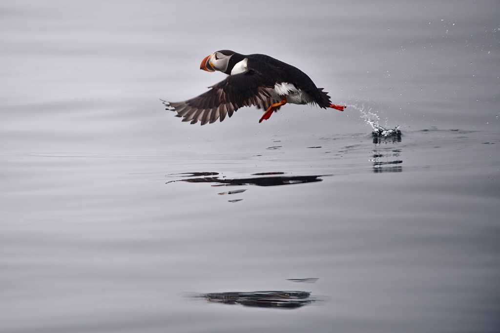 Puffin-18.jpg