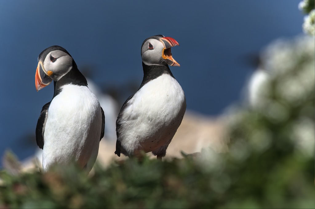 Puffin-20.jpg