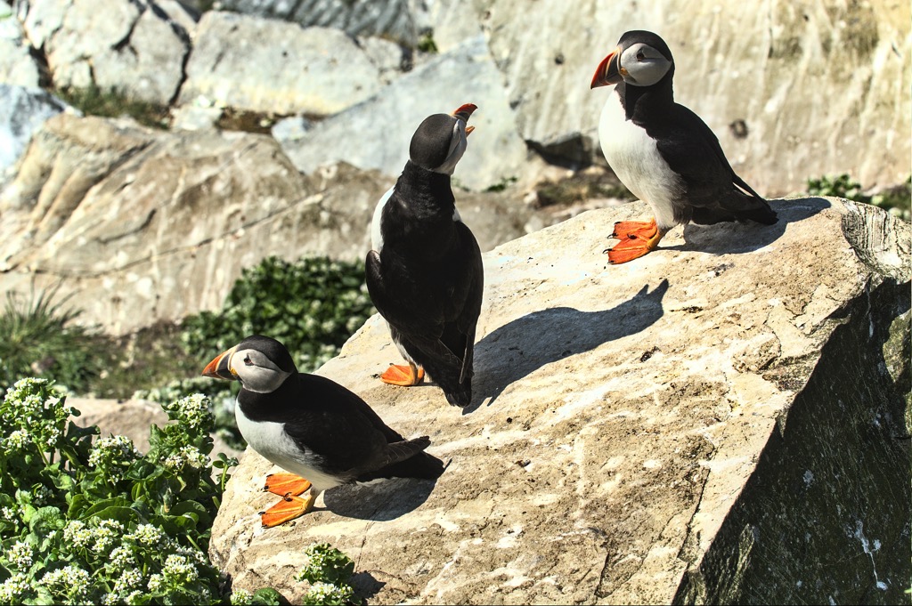 Puffin-5.jpg