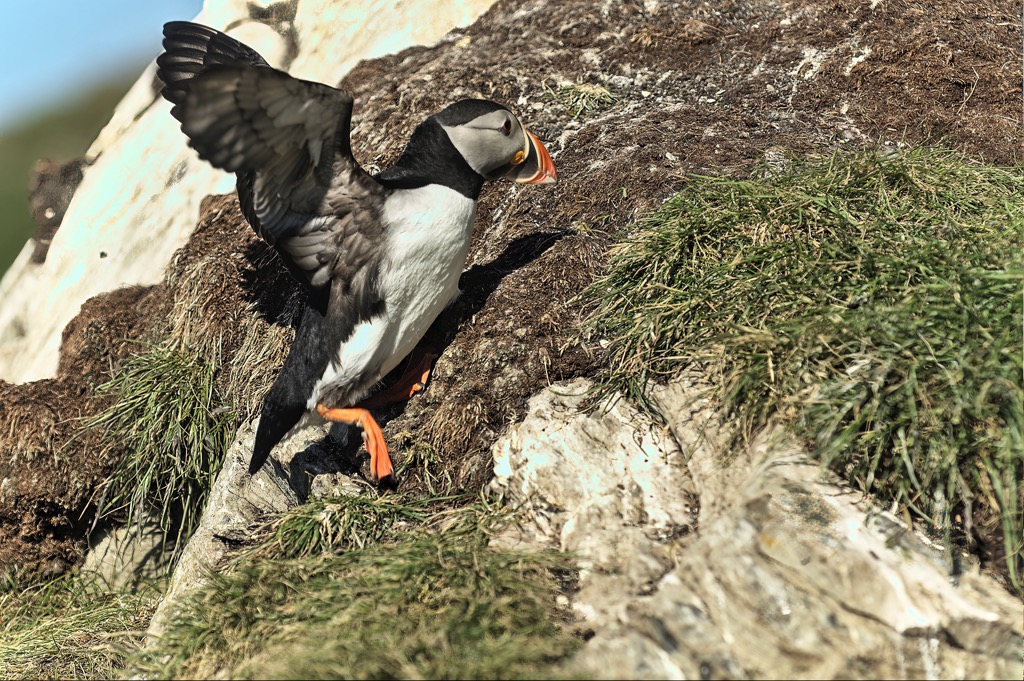 Puffin-6.jpg