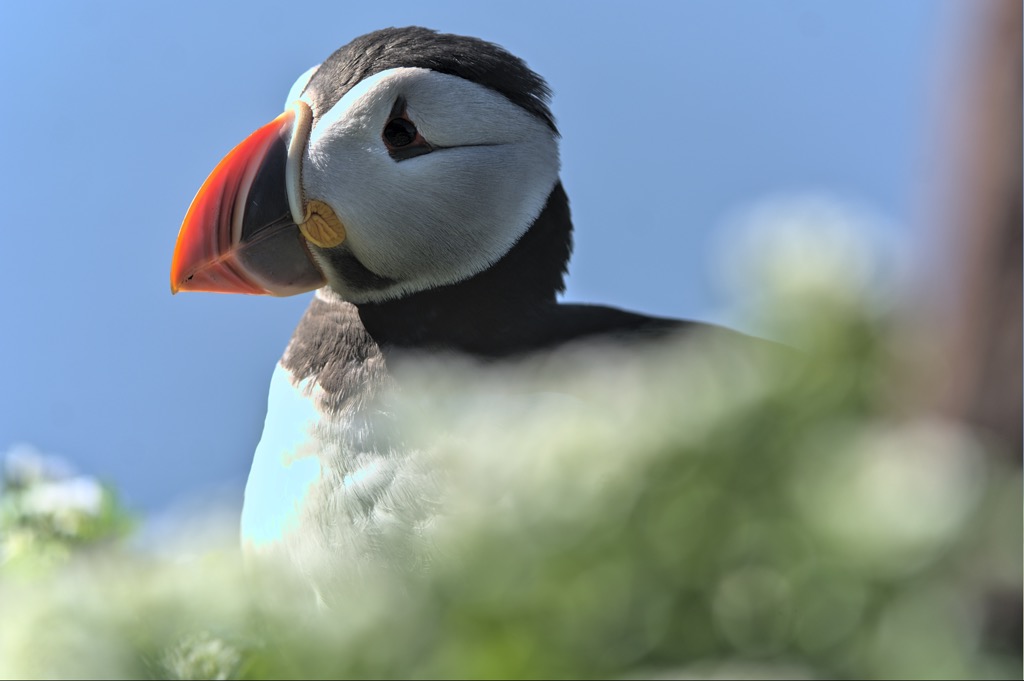 Puffin-7.jpg