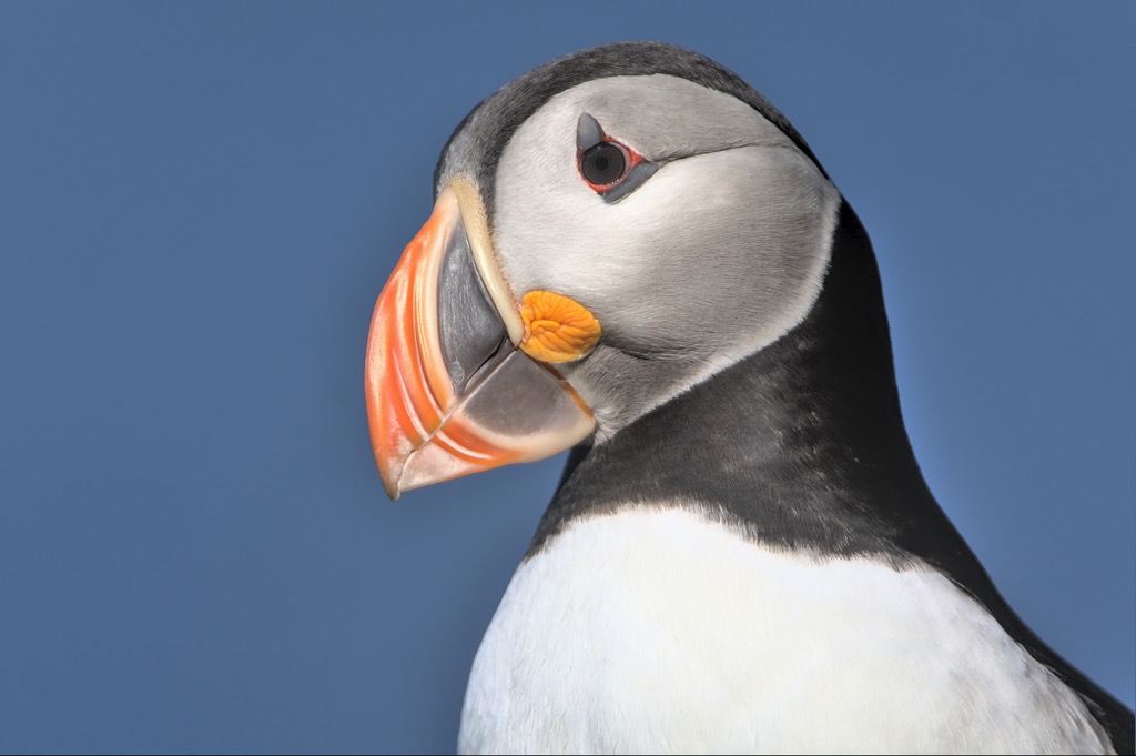 Puffin-9.jpg