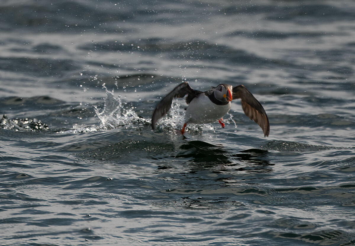 Puffin beim Start.jpg
