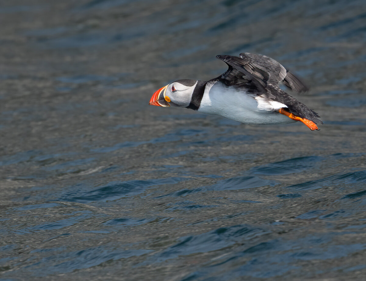 Puffin im Flug.jpg
