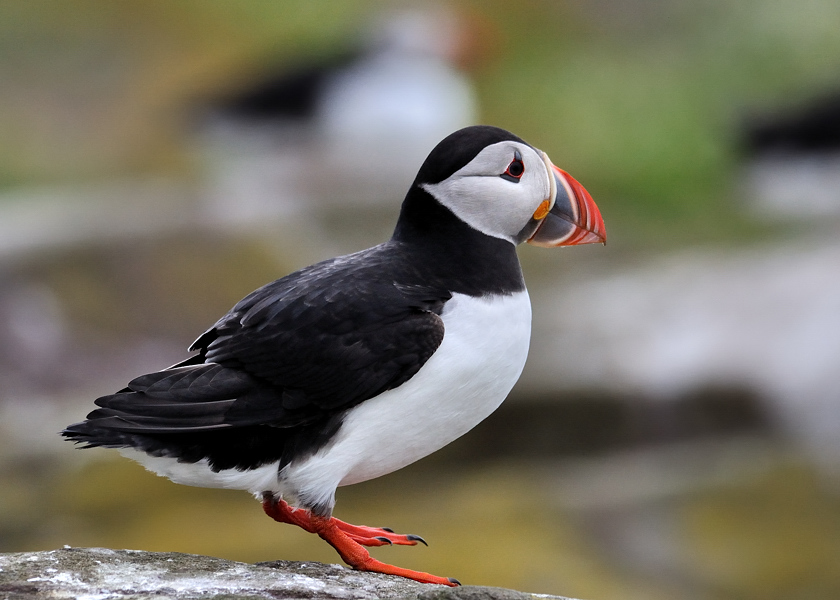puffin1