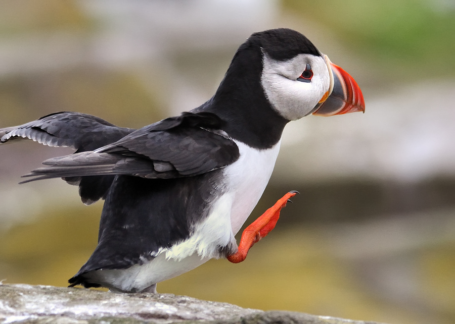 puffin2