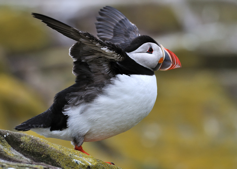 puffin4