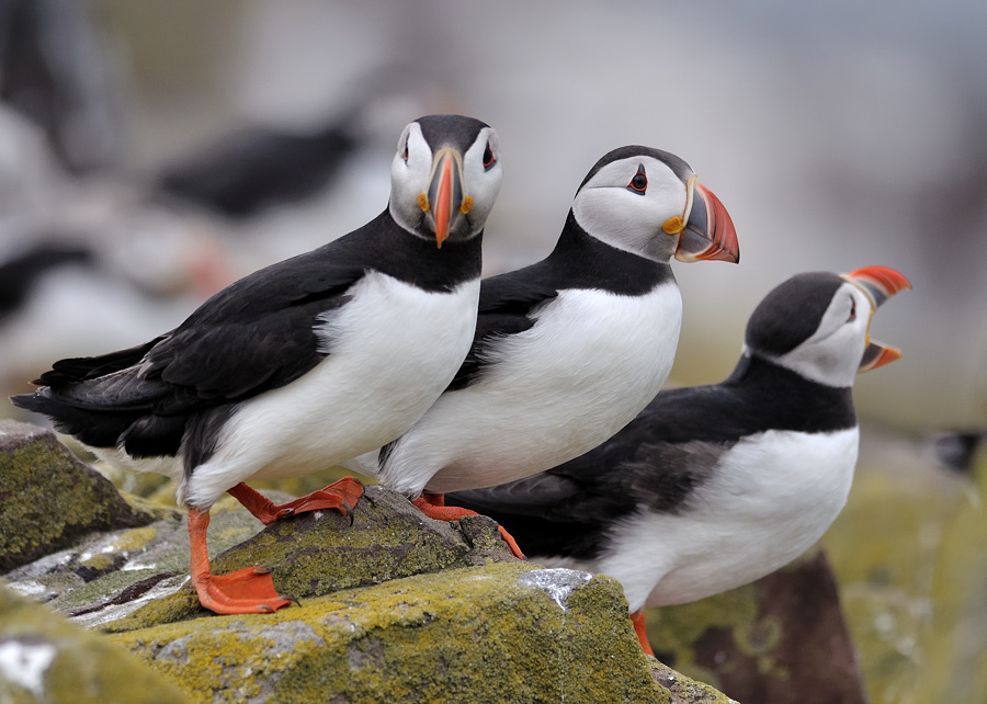 puffin5