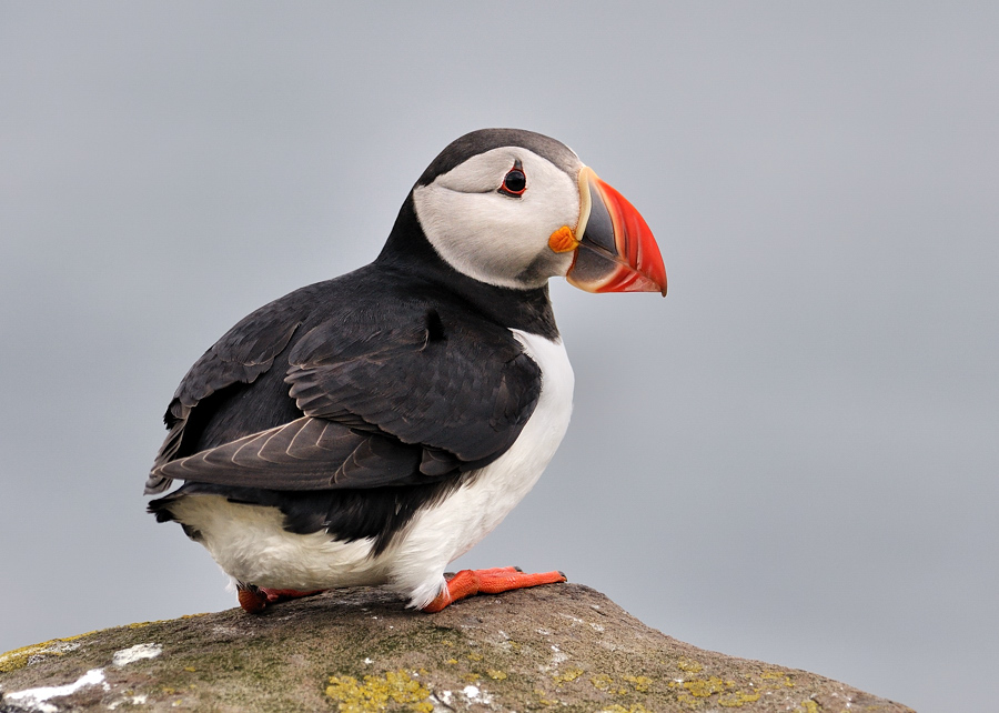 puffin7