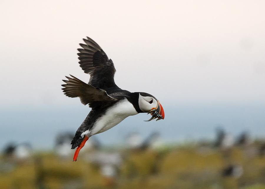 puffin8