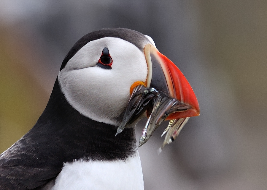 puffin9
