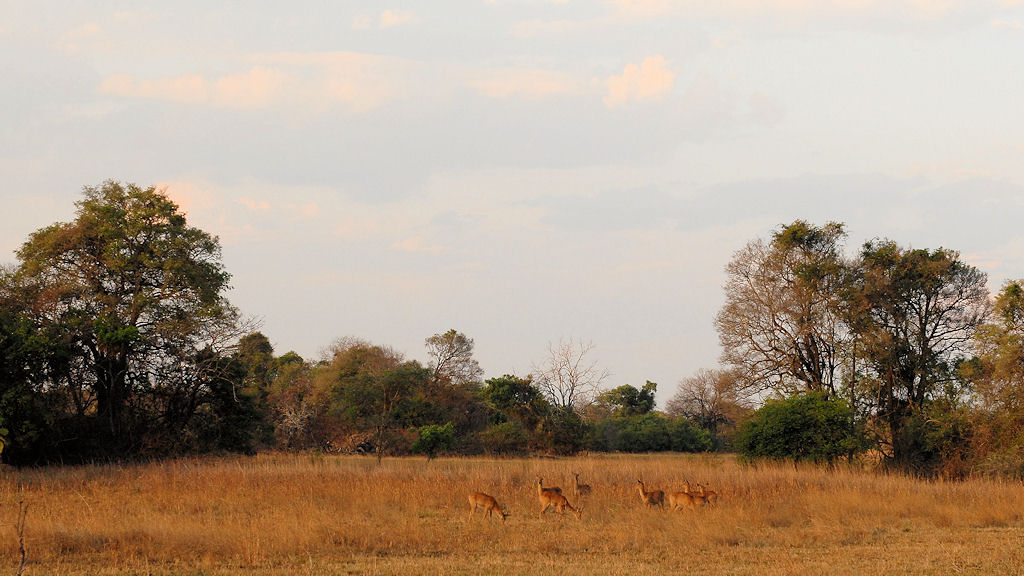 Pukus im Abendlicht
Bei Musanza gibt es zwischen den Bäumen immer wieder größere Graflächen, die die Tierbeobachtung erleichtern.
Musanza, Kafue
2874