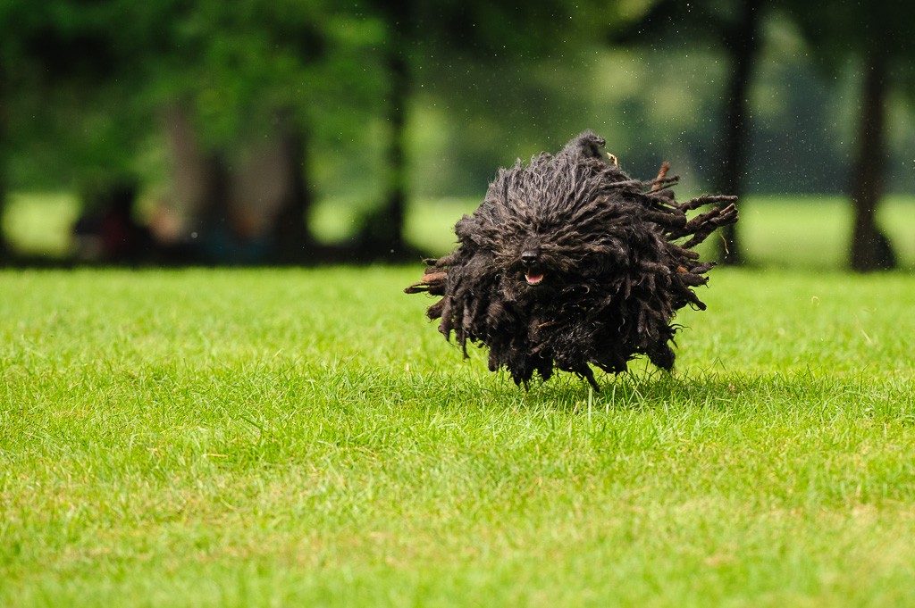 PULI - Ungarischer Hirtenhund LURKA (5 Jahre) - Englischer Garten, München