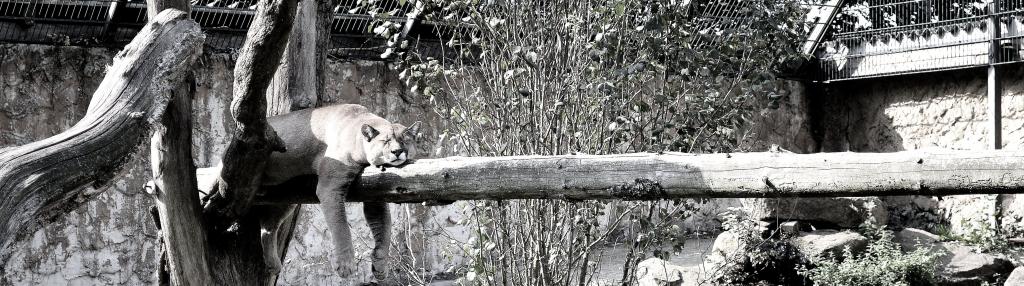 Puma im Tierpark Ströhen