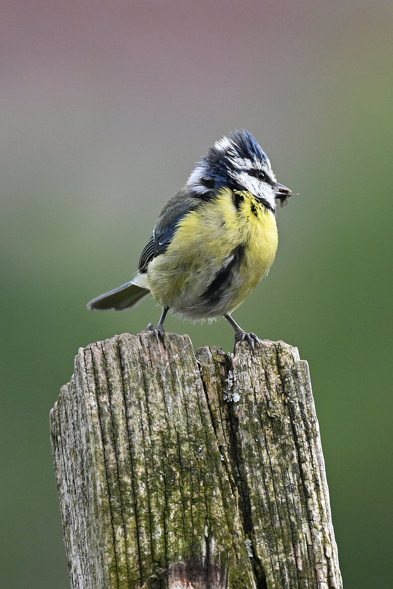 Punk Bird.jpg