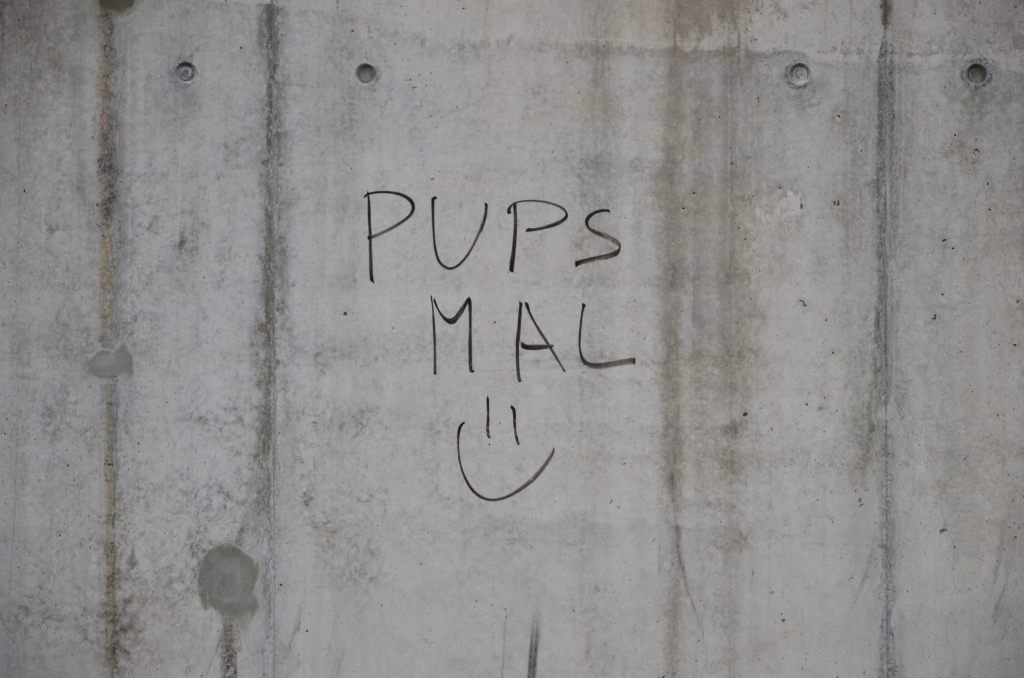 Pups 011