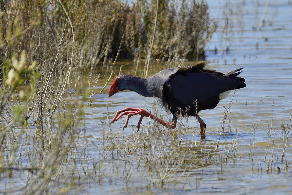 Purpurhuhn 2015 04999