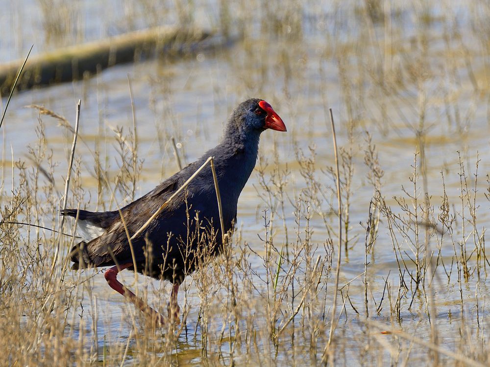 Purpurhuhn 2015 05004